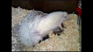 My Hedgehogs Mating in Unusual Position [upl. by Adnav]