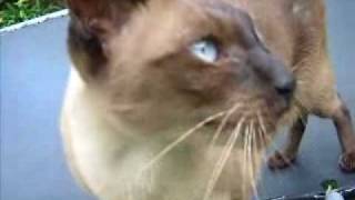 Tonkinese cat talking to birdswmv [upl. by Holloway]