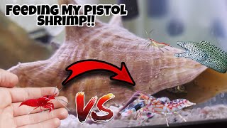 Pistol Shrimp Vs Ghost Shrimp Who Will Win [upl. by Oberstone]