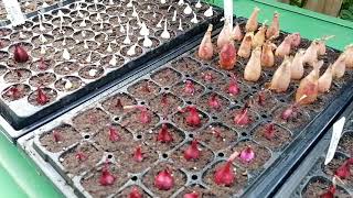 Le jardin laboratoire 115  Deux nouveaux mulchs forts prometteurs [upl. by Mechling]