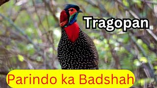 Beautiful Tragopan  King of Birds Jujurana Shamshaal tv [upl. by Hpotsirhc921]