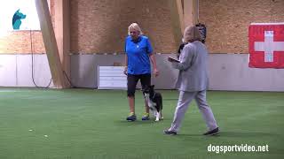 Finals  Maria Brandel  Bryggarskogens App  Border Collie  Sweden [upl. by Twyla]