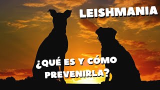 LEISHMANIA Síntomas tratamiento y prevención veterinariodeconfianza [upl. by Ardnuasak332]