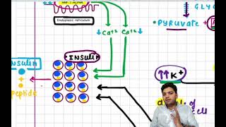 What is MODY pathogenesis and symptom [upl. by Haroldson]