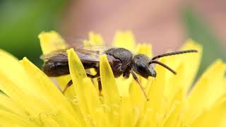 Sweat bee I cant identify [upl. by Ecnahs]