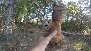 Rescuing a screech owl tangled in fishing line New Jersey  09062015 [upl. by Atinehc209]