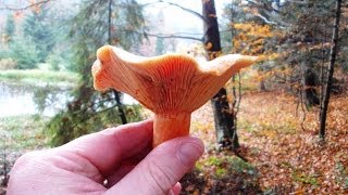 Rydz Lactarius deliciosus [upl. by Naujej]