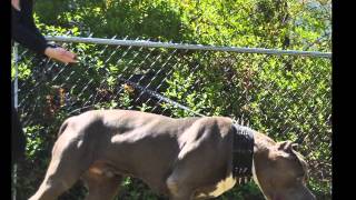 Famous XL Pitbull protection dog XL bully Pitbull [upl. by Leake]