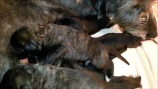 Irish Wolfhound  1 week old Puppy´s [upl. by Haddad]