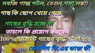 সবজি গাছ ছোপ খেয়ে গেছেchelamin plus uses bengaliচেলামিনের ব্যাবহারচেলামিন এর কাজ চেলামিন কি [upl. by Mazurek863]