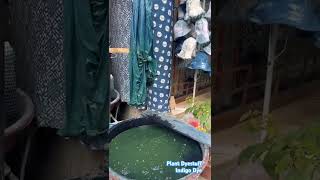 Plant Dyestuff Indigo Dye Environmental Recycle [upl. by Ratib]