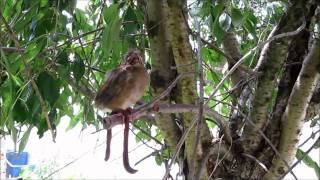 Baby Cardinal Bird [upl. by Kaila]