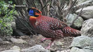 Tragopan pheasant video 4K Pheasant breeds [upl. by Valerio]