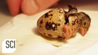 Quail Hatched from Supermarket Egg  Outrageous Acts of Science [upl. by Nuahsor274]