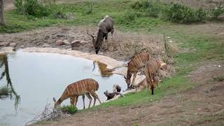 Amakhala Game Reserve 7 South Africa [upl. by Picardi]