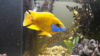 Aulonocara sp quotStuartgranti Maleriquot Sunshine Peacock Cichlid [upl. by Stoddard788]