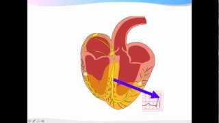 ECGpedia ECG introductiecursus de basics [upl. by Ainnek]