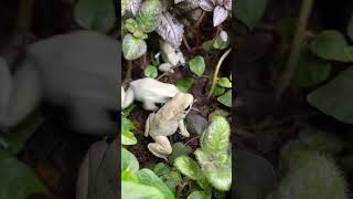 WATCH ME FEED THE MOST POISONOUS FROGS ON EARTH Phyllobates terribilis “mint” shorts [upl. by Yhpos271]