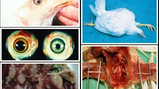 MAREK DISEASE IN POULTRY [upl. by Anatola]