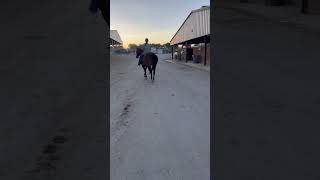 Who’s at Ruby buckle adeleegearheard rodeo barrelracing horse horses4life cowgirl bayhorse [upl. by Thetis258]