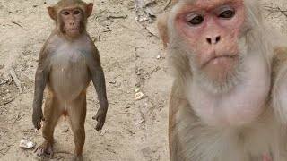 मंकी ऐसे क्यों देख रहा है ❤️🐒👏🐒🤔🤔🤔❤️❤️❤️🤔😍😍animalmonkey855 [upl. by Eluk]