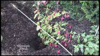 Planting hardy fuchsias [upl. by Paton]