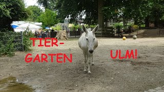 KLEINER TIERPARK mit einigen Überraschungen  TIERGARTEN ULM 🤩👍🦁🐯🦓🐵🐐 [upl. by Ahsaele]