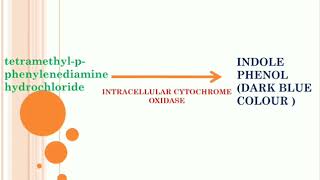 5 Oxidase Test MLTLectures [upl. by Lledniuq439]