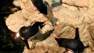 Rockhopper penguins vocalizing [upl. by Kask]