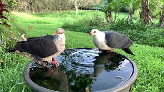 Whiteheaded Pigeons Male and Female [upl. by Joselyn]