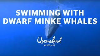 Swimming with dwarf minke whales in 360 [upl. by Arocahs503]