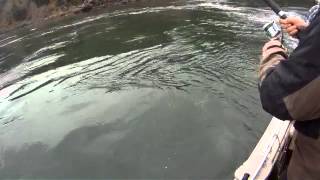 lingcod log boom whirrling deception pass [upl. by Tomasz36]