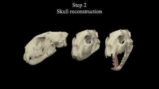 Virtual Vertebrate Paleontology Acinonyx pardinensis from Pantalla [upl. by Cory]