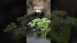 アシタバ明日葉の花 2024926 関東で撮影 花が咲きました アシタバ野菜 花 天ぷら スムージー [upl. by Wachtel455]