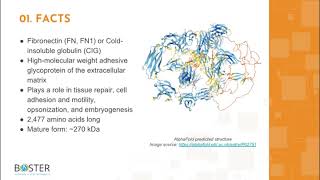 Learn FN1 in 3 minutes  Fibronectin FN CIG [upl. by Abbotsun]