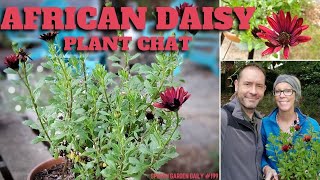 💗 African Daisy Plant Chat  SGD 199 💗 [upl. by Aicatsana]