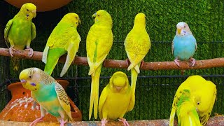 Cute Budgies Chirping 2 Hours of Relaxing Parakeet Sounds to Reduce StressSinging a Birds [upl. by Christan]