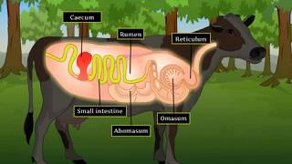 Digestion in Grass Eating Animals  Macmillan Education India [upl. by Stannwood998]