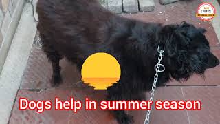 गर्मियों के मौसम में कुत्तों की जरूर हेल्प करें। Definitely help dogs in summer season [upl. by Aven960]