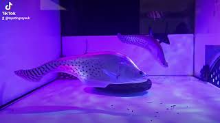 Chitala blanci Royal knife fish by Top Stingrays uk [upl. by Ellehsor511]