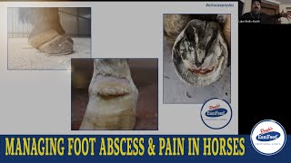 How to deal with foot abscess in Laminitic horses and how to manage pain [upl. by Myra]