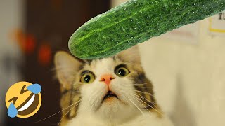 Funny Animal Videos 2023  Cats and Cucumbers The Ultimate Compilation [upl. by Amme]