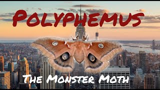 The Polyphemus Moth  Antheraea polyphemus [upl. by Breen491]