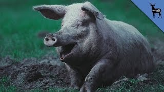 Why Pigs Need Mud [upl. by Duwalt]