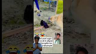 dog aphanai anuhar nachidafunny shortvideo dog yy典典 viral nepalisong [upl. by Oznole677]