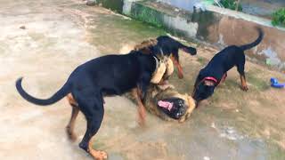 Caucasian shepherd vs Doberman Rottweiler and German shepherd [upl. by Dahaf]