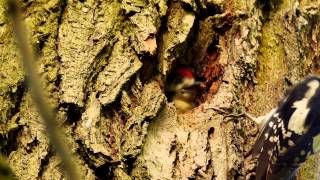 Great Spotted Woodpecker Dendrocopos major ♂ feeding Young  Buntspecht füttert Junges [upl. by Atilef471]