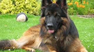 Belgian Shepherd Dog Tervuren [upl. by Blanka]