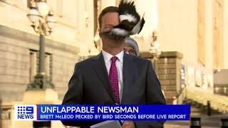 Australian reporter gets attacked by magpie moments before going onair [upl. by Karine]