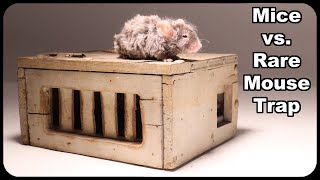 Mice vs Rare Antique Mouse Trap Catching Mice In The Barn Mousetrap Monday [upl. by Maitilde]